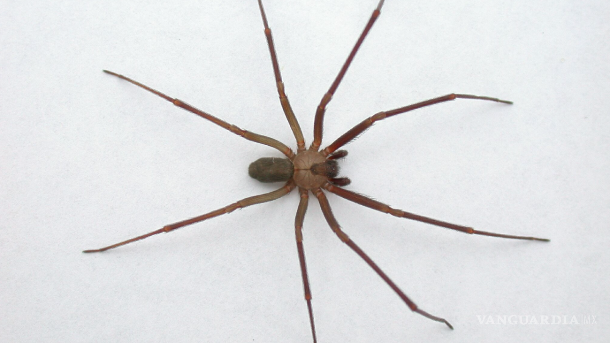 $!Aunque la mordedura de araña violinista no siempre es letal, puede causar efectos graves, como necrosis en la zona afectada.