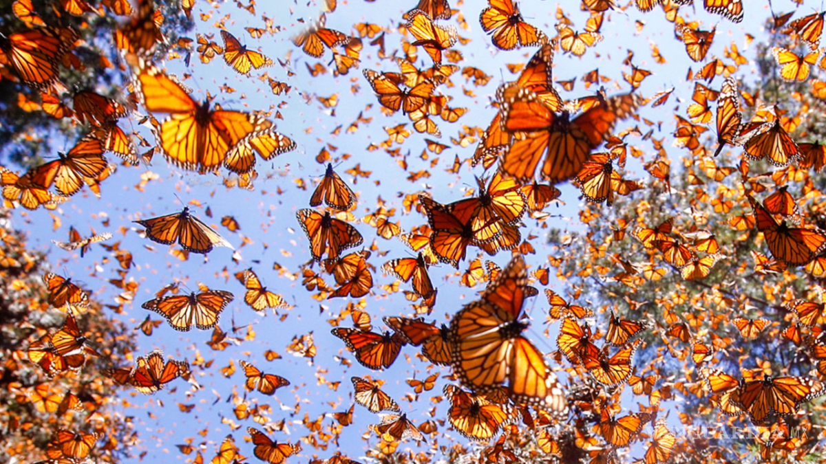 $!Cada año, la mariposa monarca emprende una de las migraciones más largas y fascinantes del reino animal.