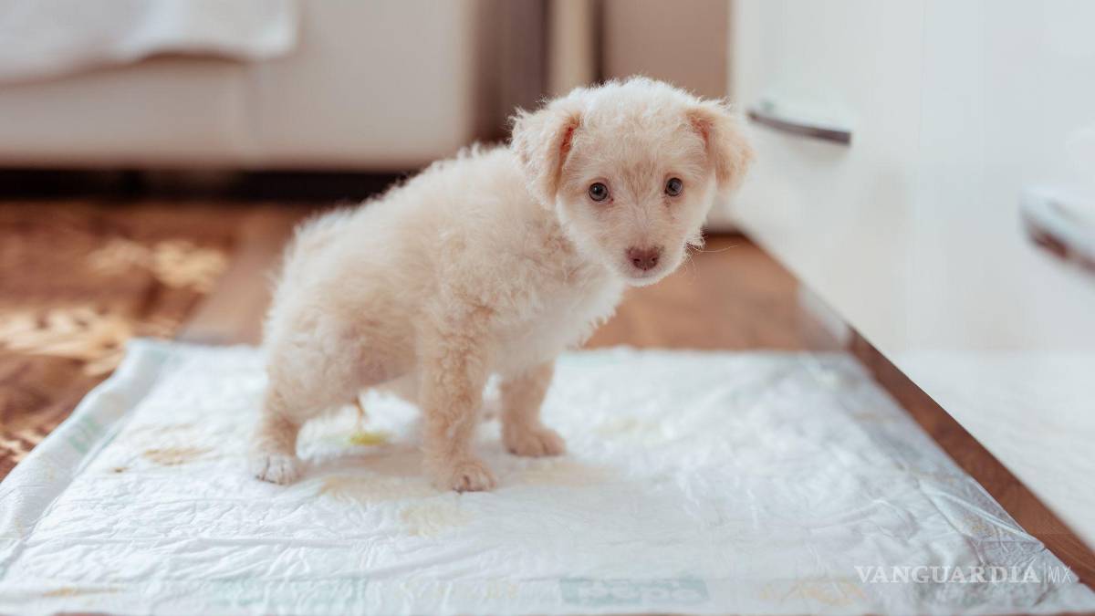 $!La reacción entre la urea en la orina y el cloro forma compuestos peligrosos, causando irritación en ojos, garganta y pulmones.