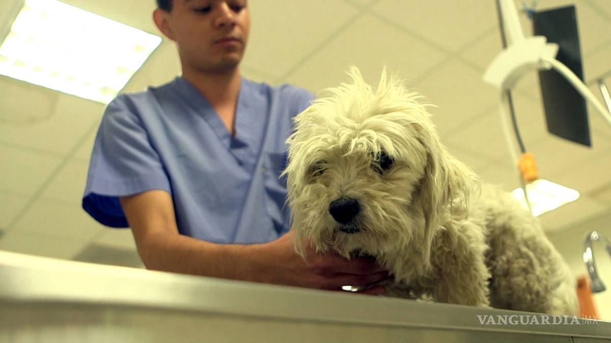 Hoy se celebra en México el Día del Médico Veterinario