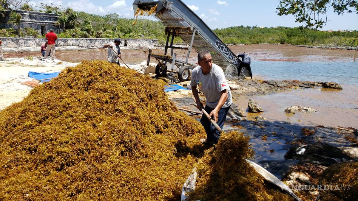 $!Prevén gran llegada de sargazo a Quintana Roo