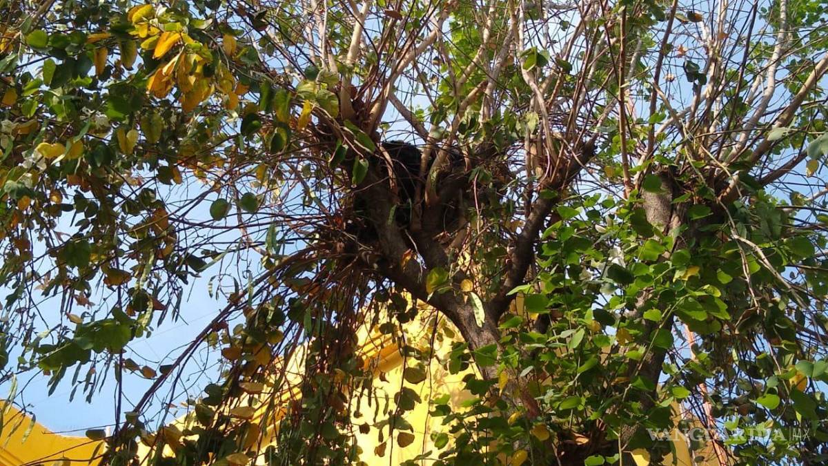 Capturan a oso que ingresó a la Presidencia de Villaldama, Nuevo León