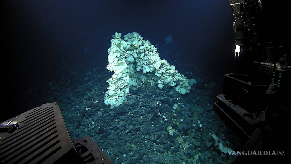 $!Encuentran tres nuevas especies de peces