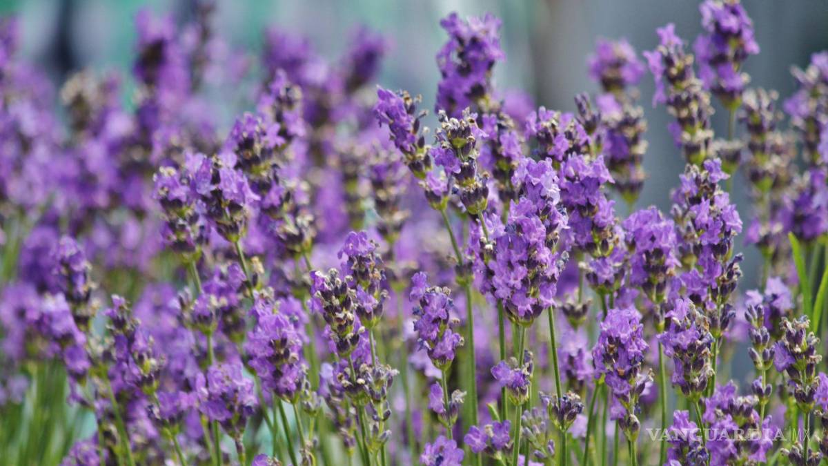 $!Lavanda, menta, caléndula, romero y citronela destacan por sus propiedades aromáticas para ayudar a repeler chinches de cama.