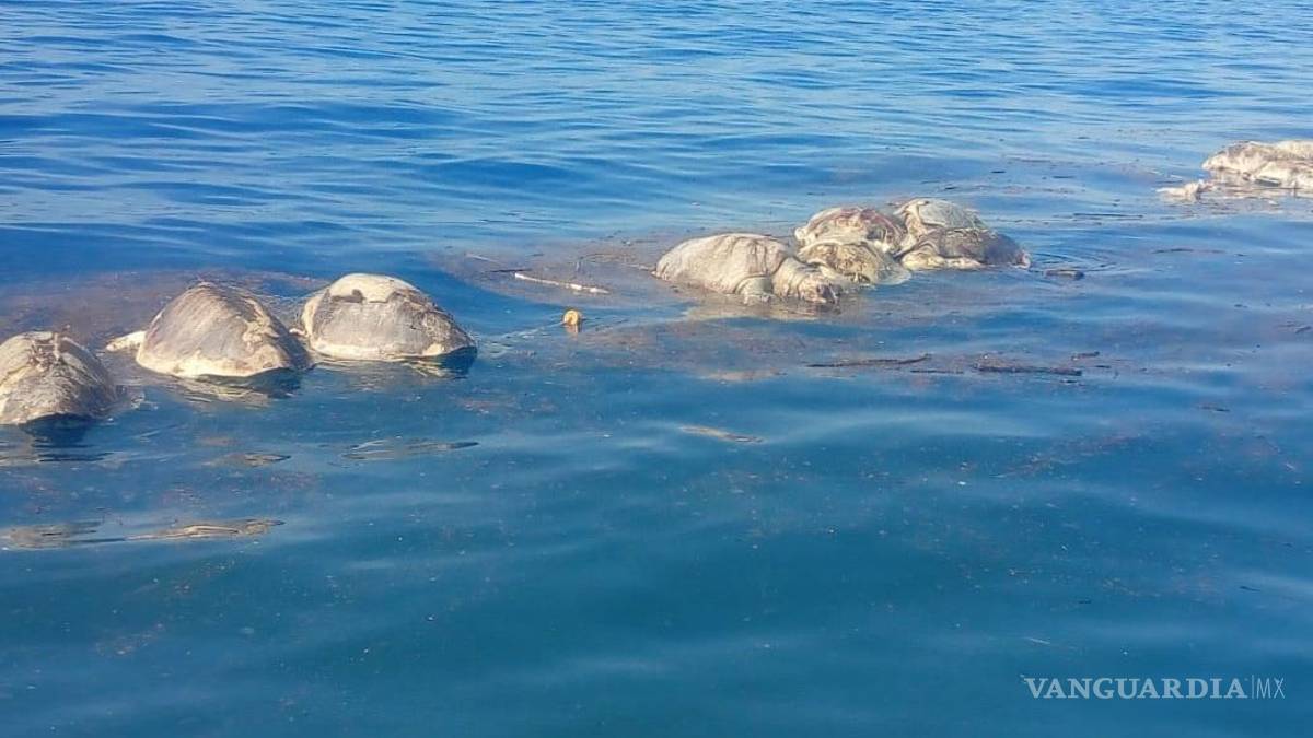 Mueren más de 300 tortugas en costas de Oaxaca al quedar atrapadas en red de pescadores