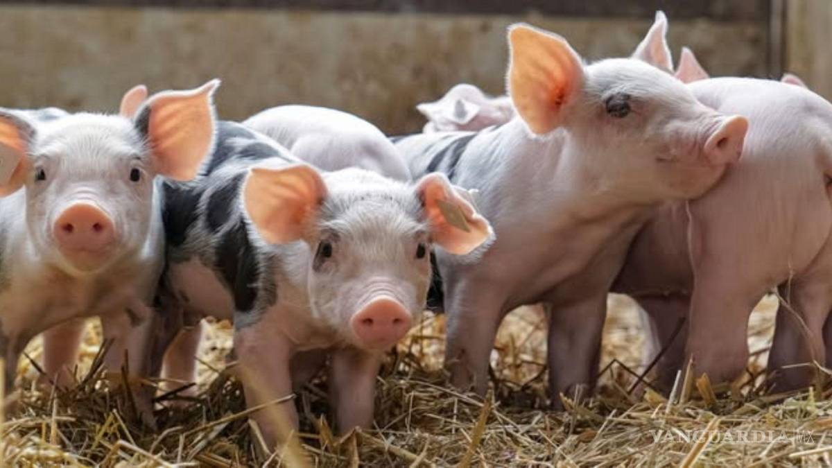 $!Profepa clausura granja porcícola en Yucatán por contaminación del manto acuífero