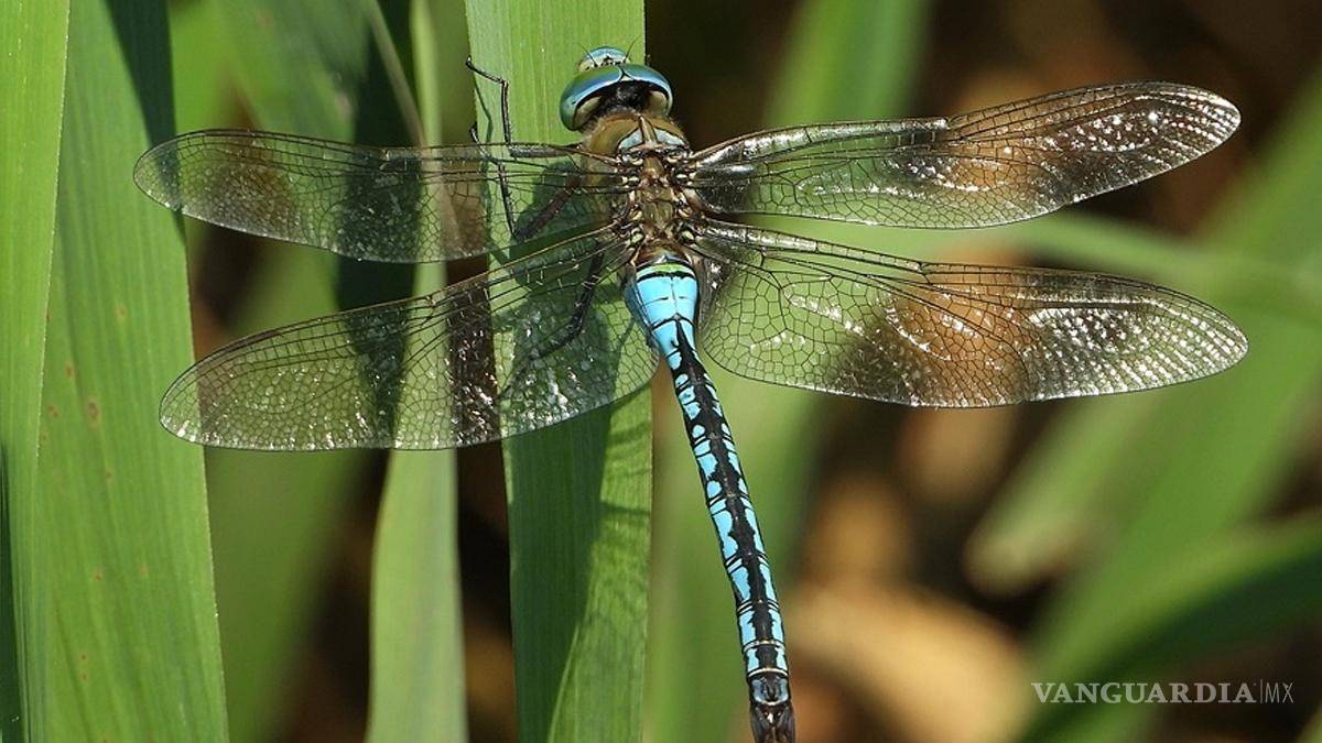 $!¡Vivir un día! Este insecto vive tan solo 24 horas... y otros 9 animales con vidas increíblemente cortas