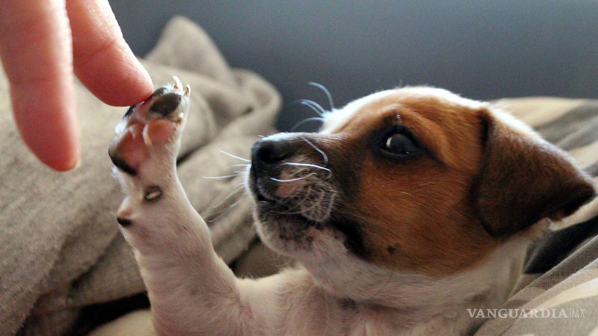 $!Este 2022 se incrementó el número de adopciones a través del Centro de Control Animal de Saltillo.