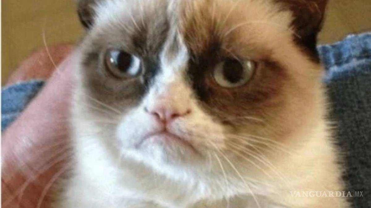 $!GRUMPY CAT. El primer gatito viral de redes sociales.