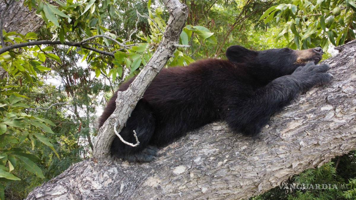 $!Tan sólo en las semanas recientes, el Museo del Desierto de Coahuila ha recibido a ocho oseznos que llegaron en malas condiciones.