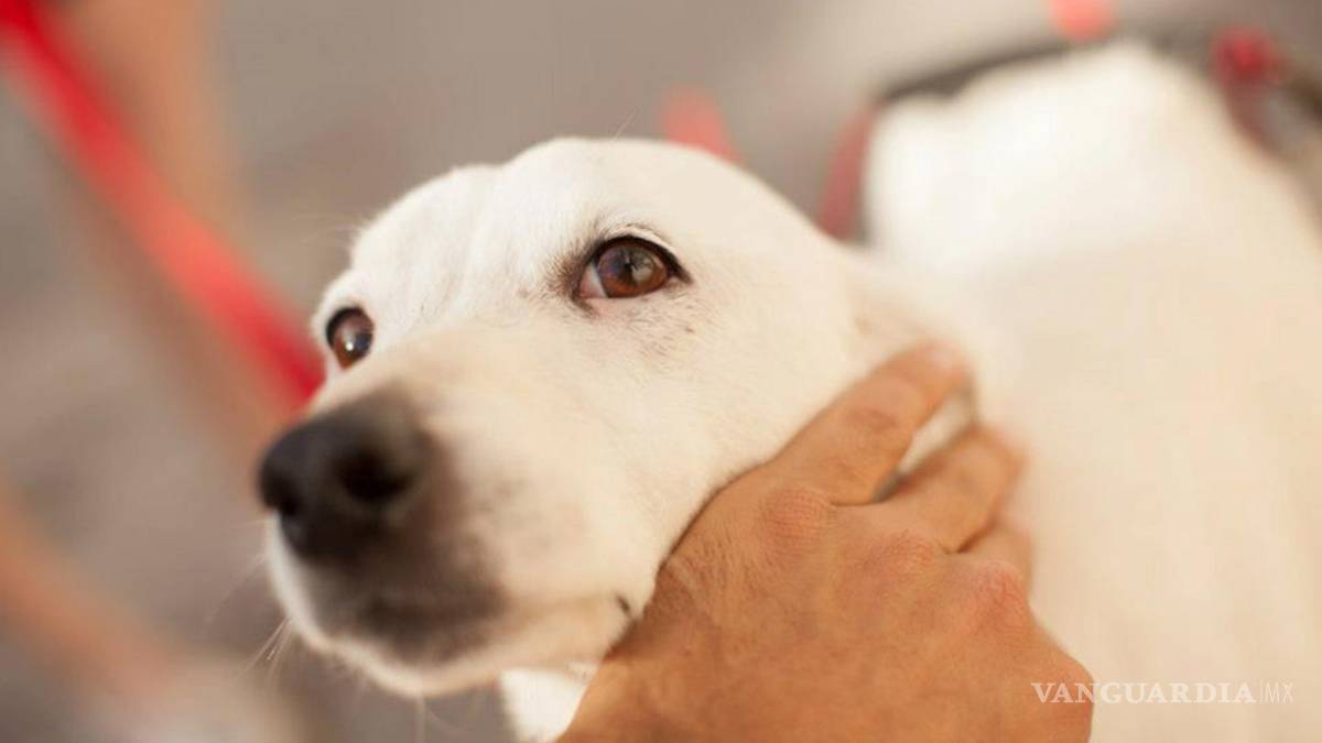$!Seis puntos a tomar en cuenta si tu mascota se extravía