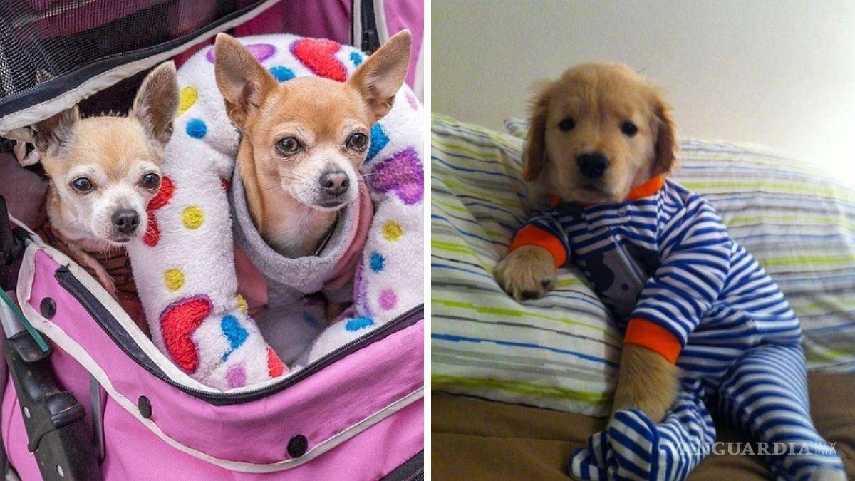 ¿Cómo proteger a mi perrito y otras mascotas del frío?