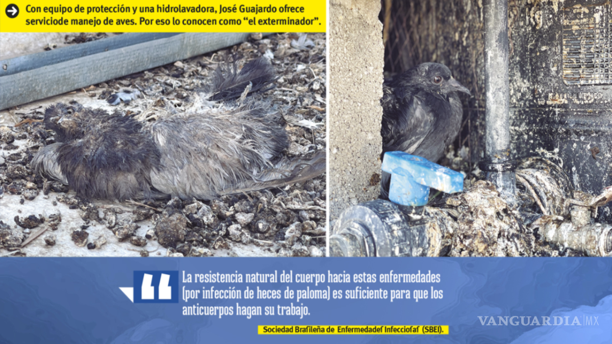 $!El ‘exterminador’ de palomas