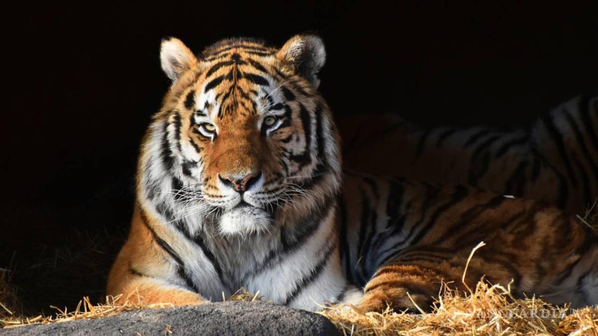 $!El top 10 de los animales más letales del mundo... el número 1 te sorprenderá