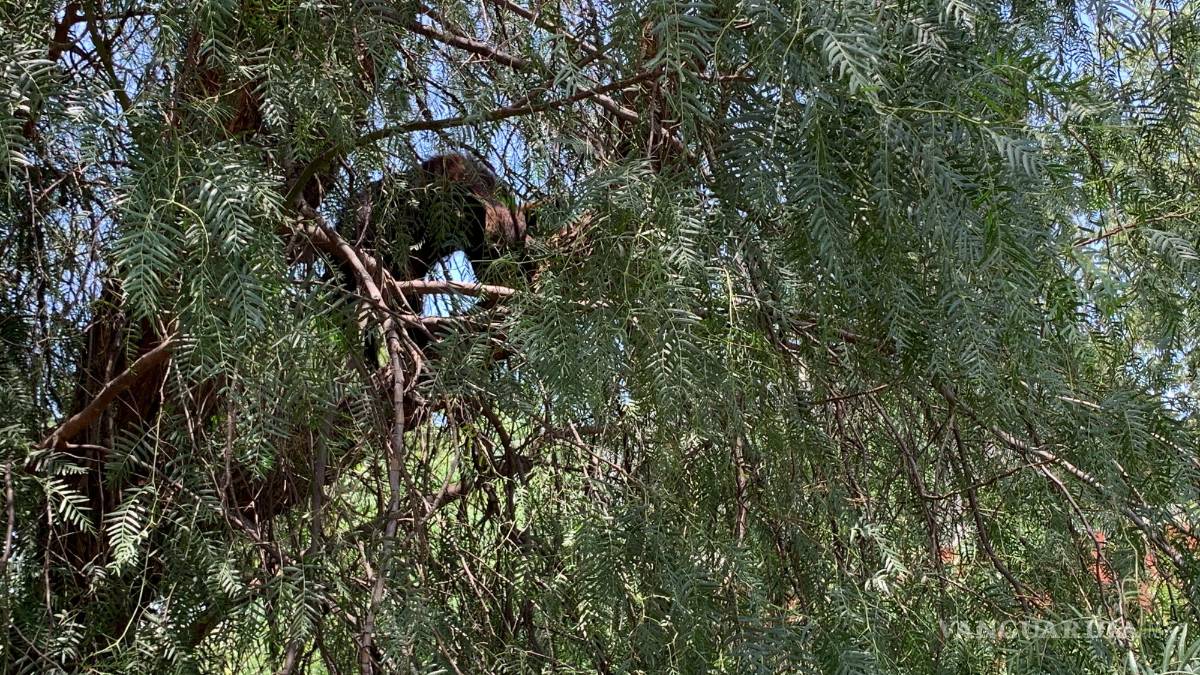 Capturan osezno en Lomas de Lourdes