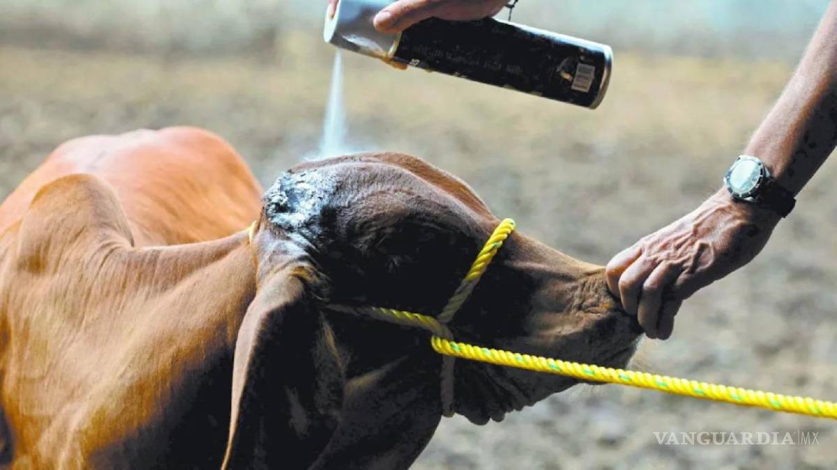 $!Autoridades y productores ya implementan una estrategia para frenar el avance.