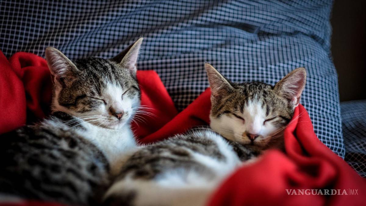 $!El poder del cepillado en gatos: Cómo hacerlo correctamente y qué beneficios aporta