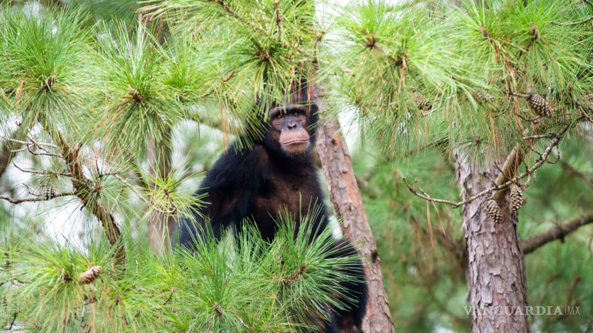 $!Disney+ anuncia nuevas series y películas a meses de su llegada a México