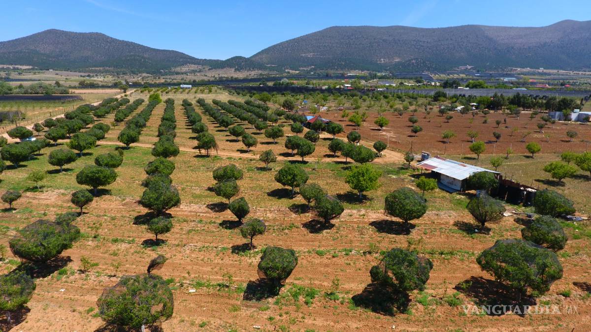 Tiende mano a manzaneros