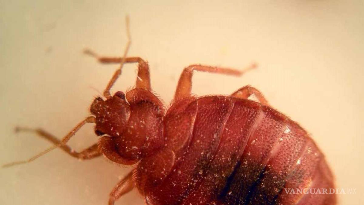 $!La picadura de chinche no transmite enfermedades, según la evidencia reciente.