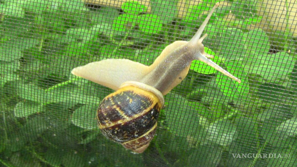 $!Huevas de caracol, el "caviar blanco"