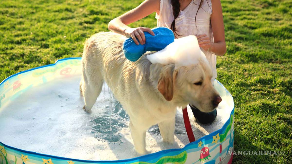 $!Hoy es el Día Internacional del Perro, dueños gastan cada vez más en sus mascotas