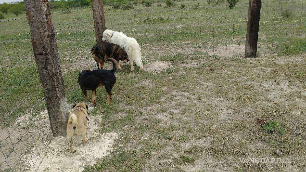 Mueren mascotas por golpes de calor; se reportan 25 casos en Acuña y Piedras Negras