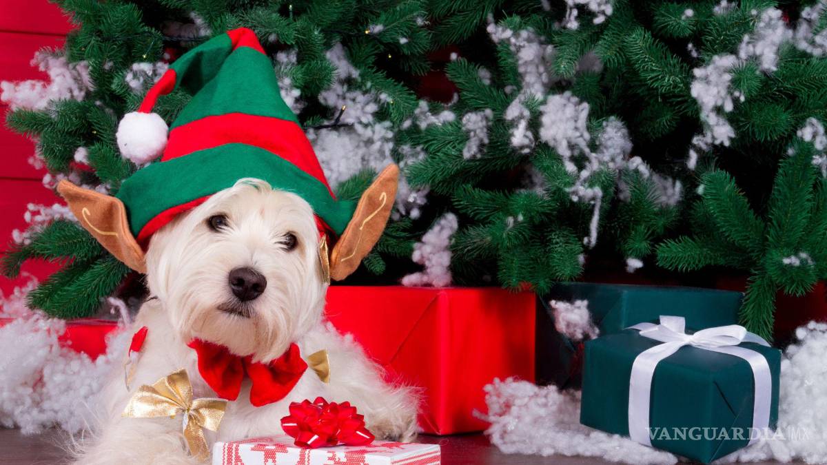 $!El llamado de las autoridades es adoptar y no comprar animales.