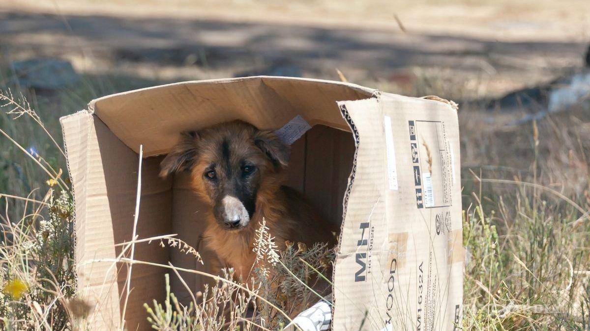 Turistas van y ‘tiran’ sus mascotas en Arteaga, señalan rescatistas
