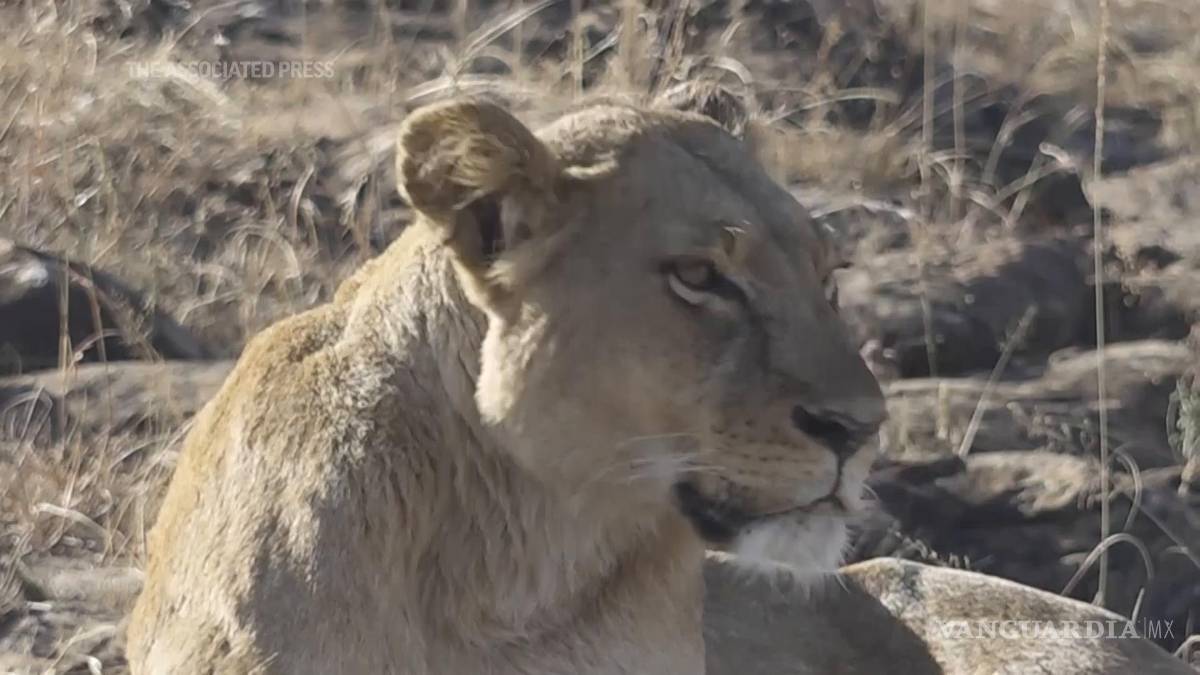 $!“La buena noticia es que la población de leones no ha disminuido”, señala la Universidad de Wyoming.