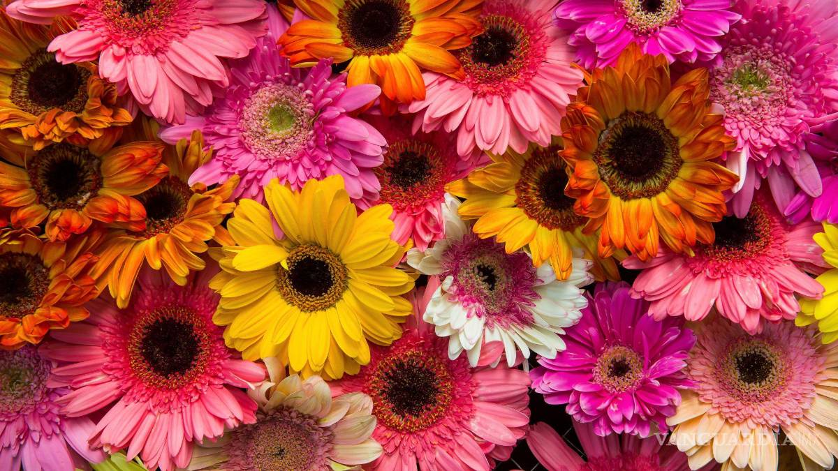 $!Día de San Valentín: Qué significan los colores y el tipo de las flores para regalar el 14 de febrero