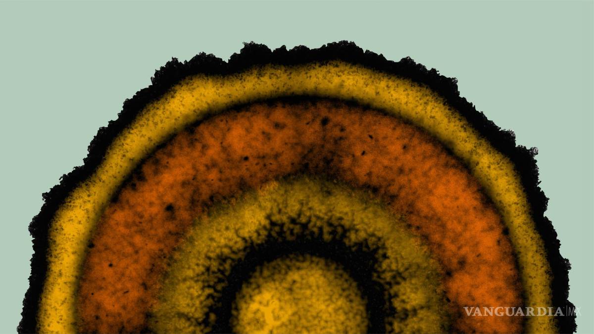 $!La bacteria Bacillus subtilis crea anillos concéntricos en las biopelículas bacterianas.