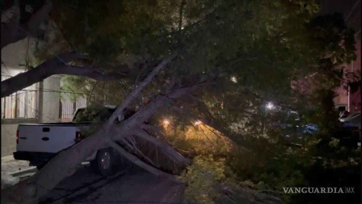 $!Los bomberos batallaron para retirar el árbol.