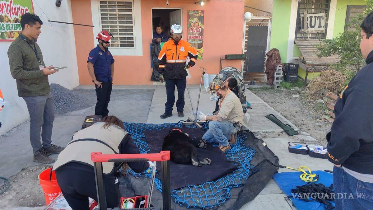 Rescatan a oso de zona habitacional en Apodaca, Nuevo León