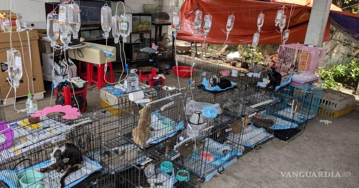 La policía rescata más de 400 gatos para consumo humano en Vietnam tras una redada
