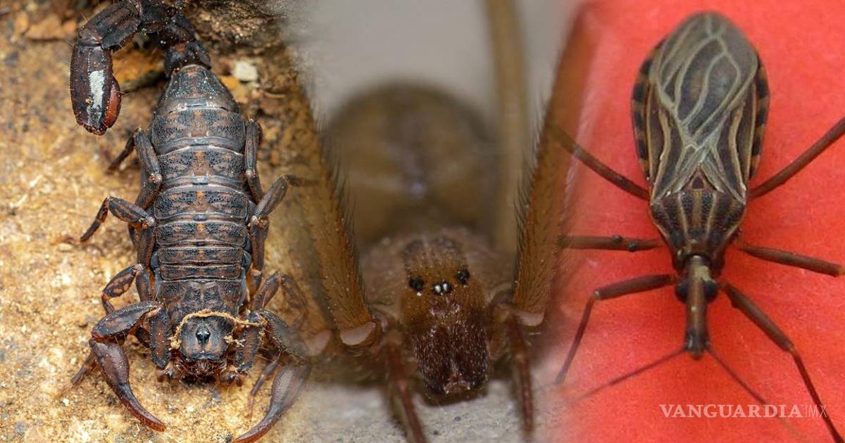 ¡Cuidado!... Esto son los 3 insectos más peligrosos en México que pueden invadir tu hogar en esta temporada de calor