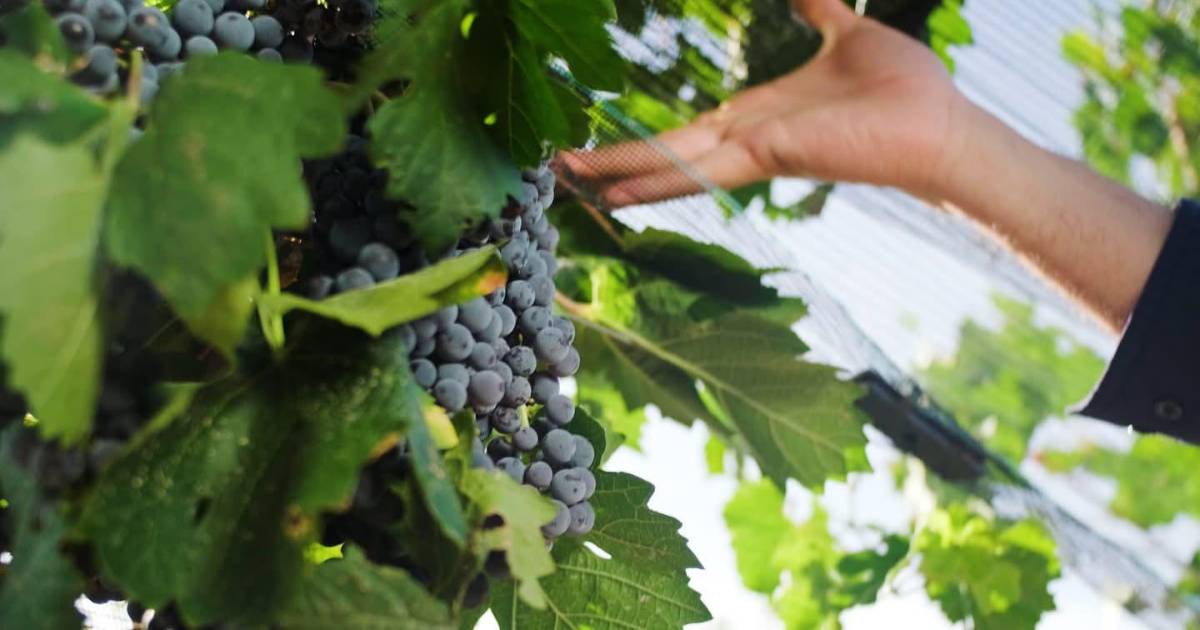 San Juan de la Vaquería, rojo corazón