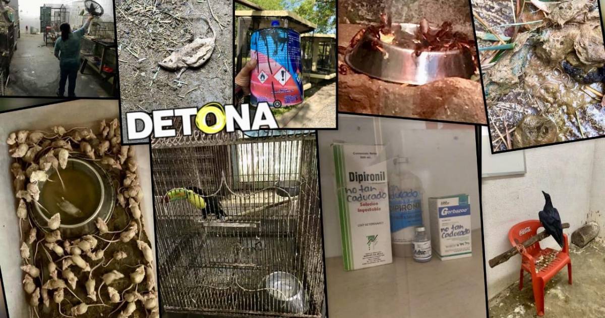 El costo de los favores políticos. La Pastora, cementerio de animales. Episodio 3