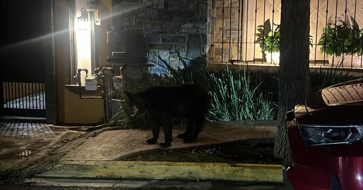 Cuatro osos en sector habitacional movilizan a elementos de Protección Civil de Nuevo León