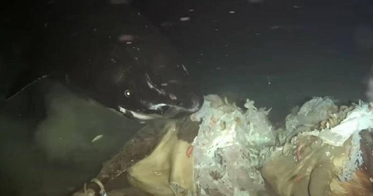 ¡De miedo!... El experimento de China en las profundidades del mar que despertó a criaturas que no deberían estar ahí