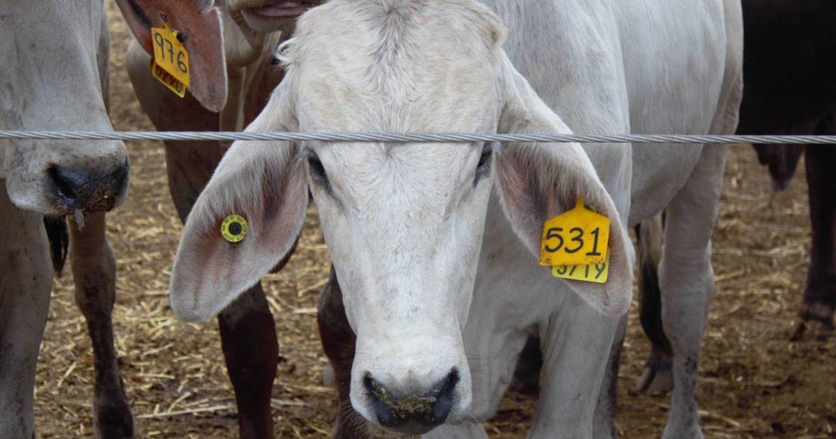 Confirma Estados Unidos primer contagio humano de gusano barrenador