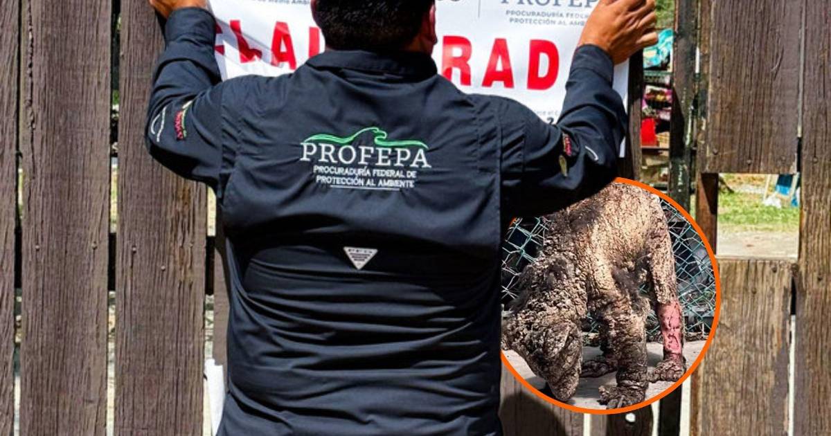 Profepa clausura Zoológico ‘La Pastora’ de Nuevo León por descuidos de la osa ‘Mina’