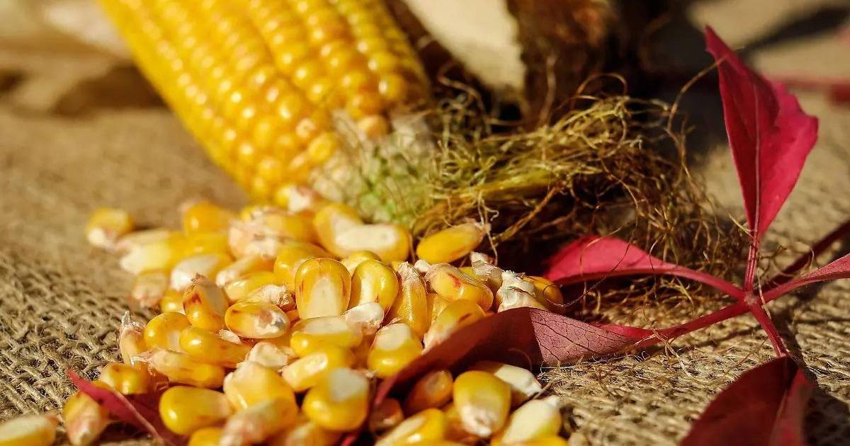 Gobierno prepara plan de rescate para campesinos afectados por el desplome del maíz