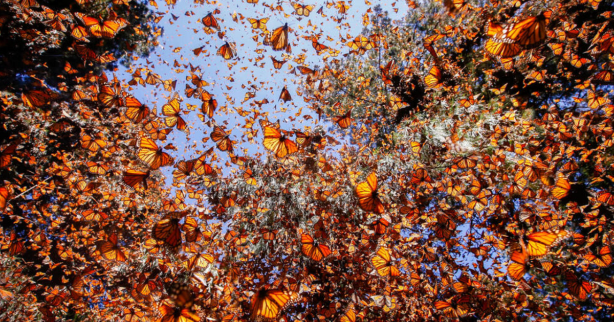 Google celebra la llegada de la mariposa monarca a México con un Doodle lleno de color y conciencia ambiental