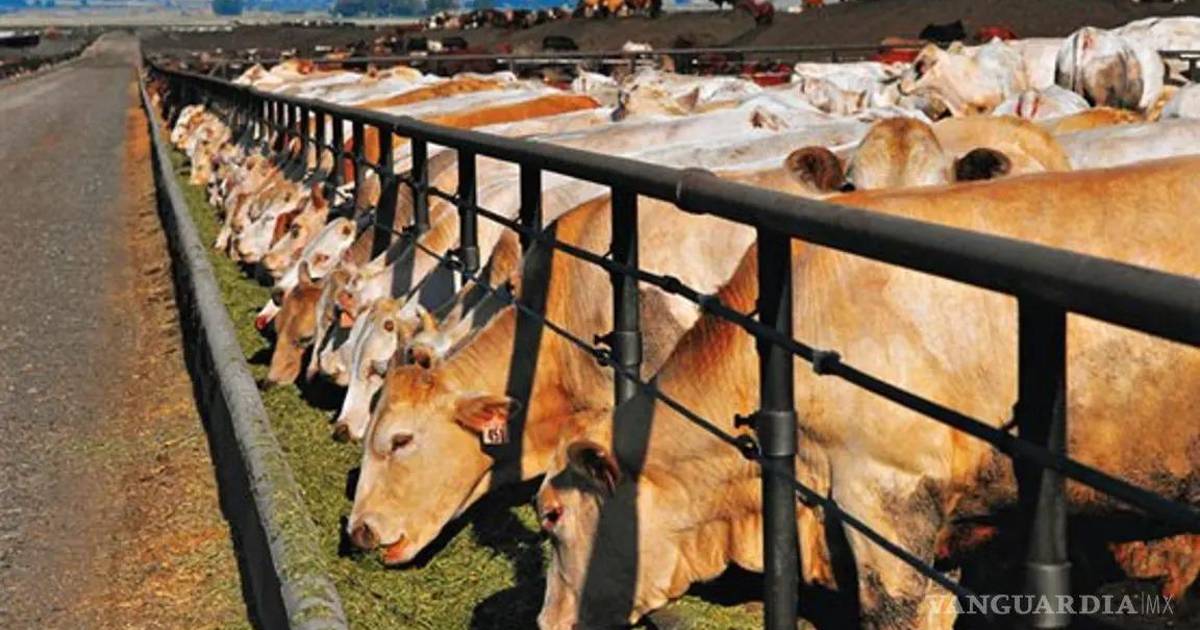 Confirma Estados Unidos nuevo brote de gusano barrenador de ganado, ahora en Nuevo León