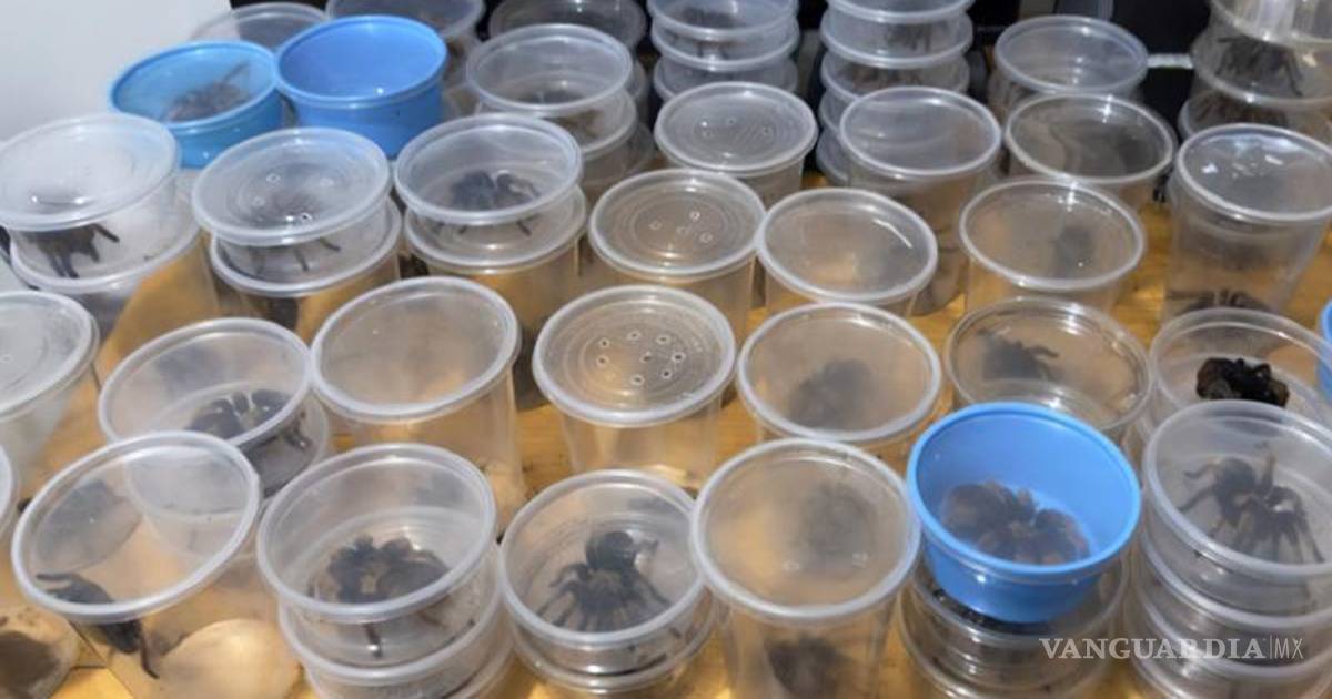 Aseguran 95 especies protegidas en un autobús sobre la carretera Juárez-Chihuahua