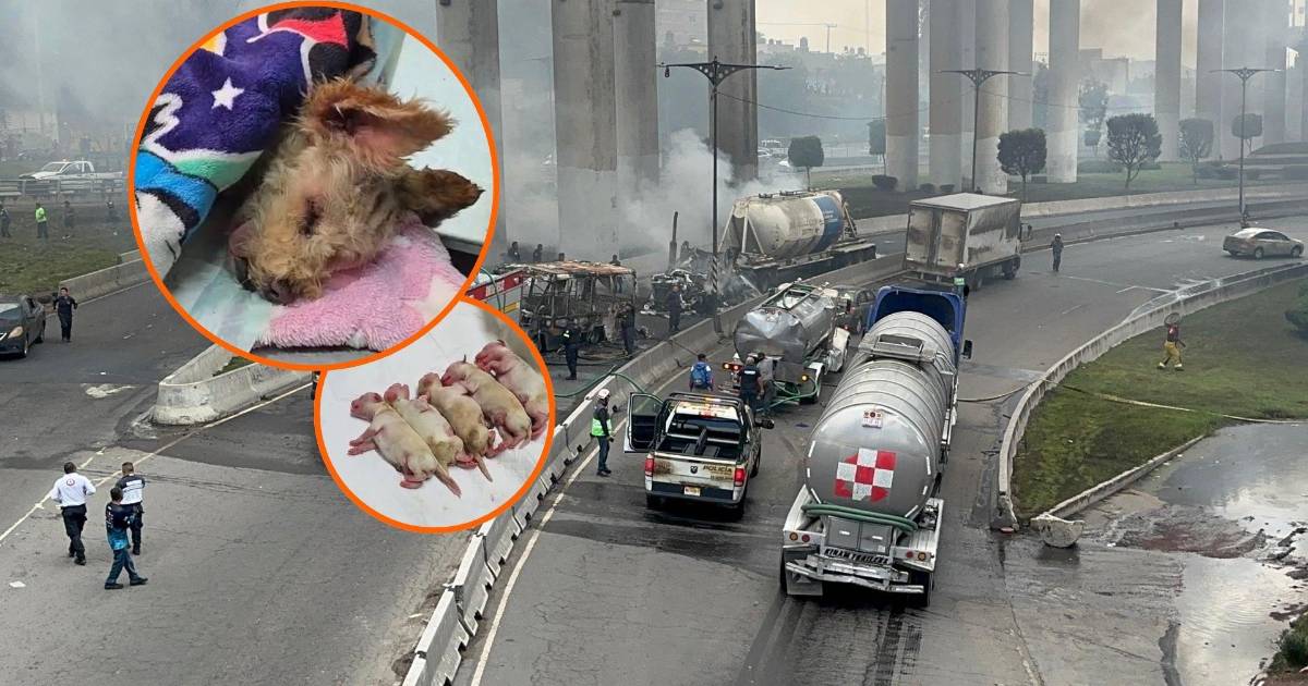 ‘Cereza’, una perrita embarazada con quemaduras graves, sobrevive a explosión de pipa en Iztapalapa