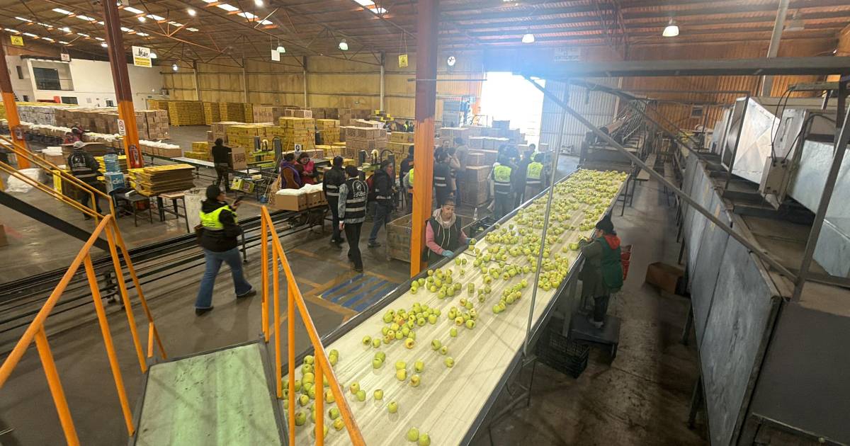 Se relanza Manzanas El Indio con el impulso de Balam