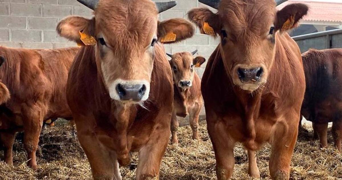 Plaga golpea a la frontera: ganaderos piden auxilio y celebran apoyo presidencial