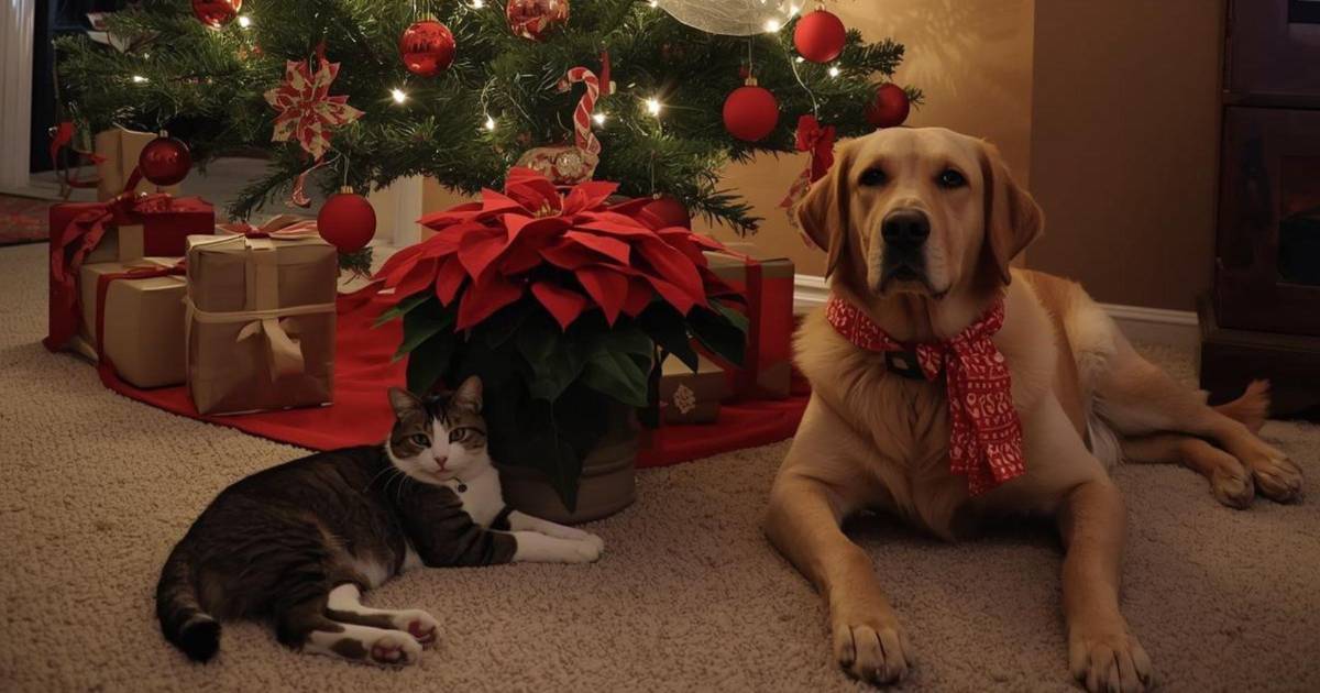 La Nochebuena es tóxica para gatos y perros: Conoce AQUÍ los síntomas